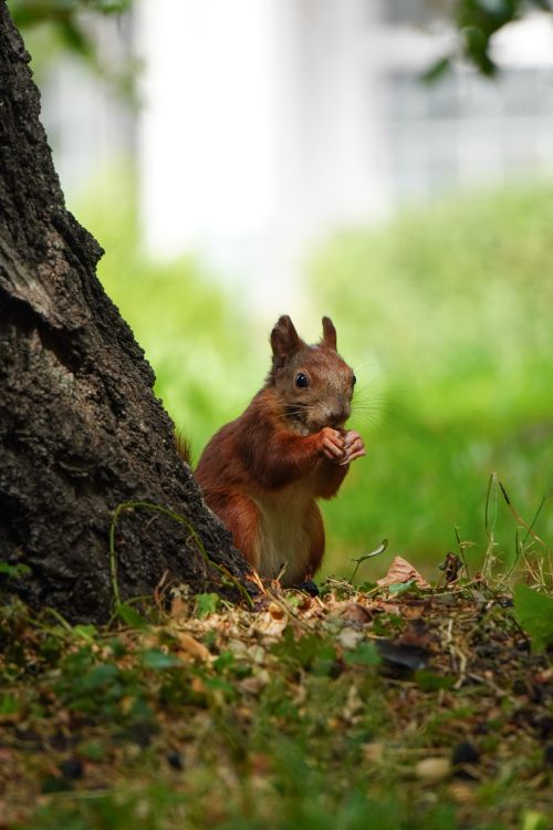 Free A red squirrel nibbling on food by a tree trunk in a vibrant Kyiv park, showcasing urban wildlife. Stock Photo