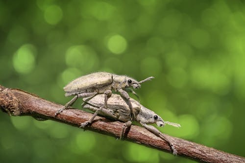 Selective Focus Photography of Two Mating Weevils on Brown Wooden Stick