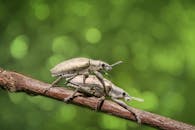 一张宏观照片中，两只象鼻虫在绿色背景模糊的树枝上交配