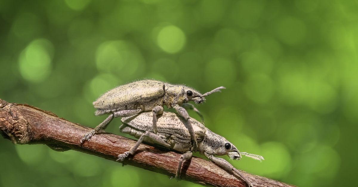 Two Mating Insects Selective Focus Photography of Two Mating Weevils on Brown Wooden Stick ...