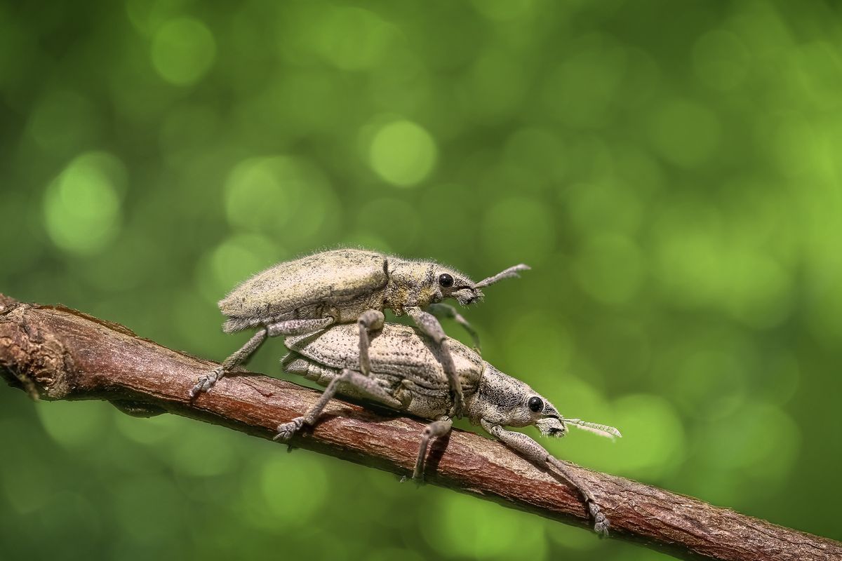 Black and Brown Insect · Free Stock Photo