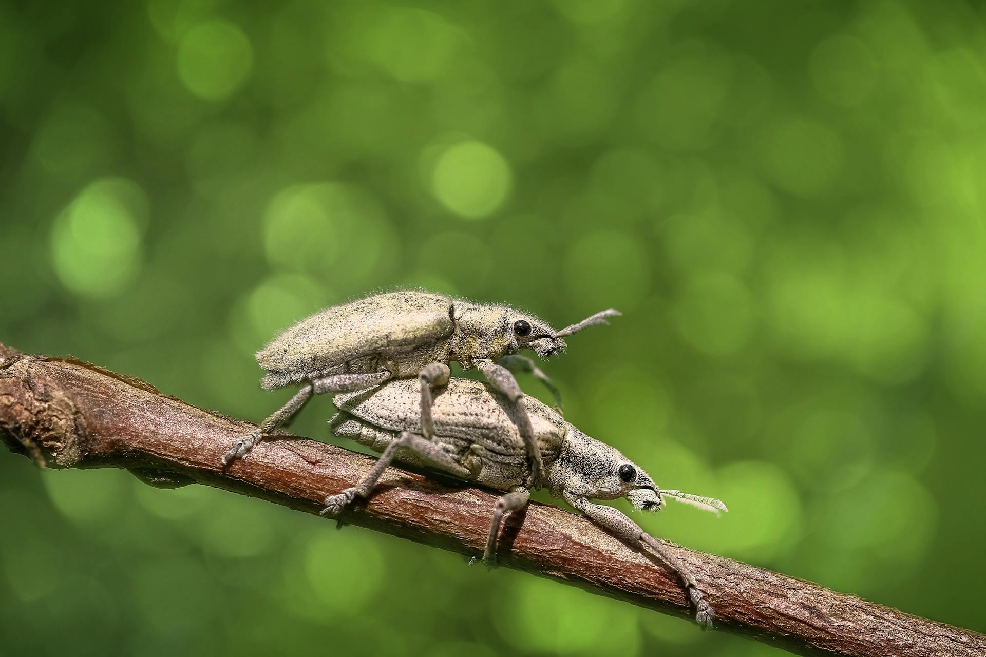 Selective Focus Photography of Two Mating Weevils on Brown Wooden Stick