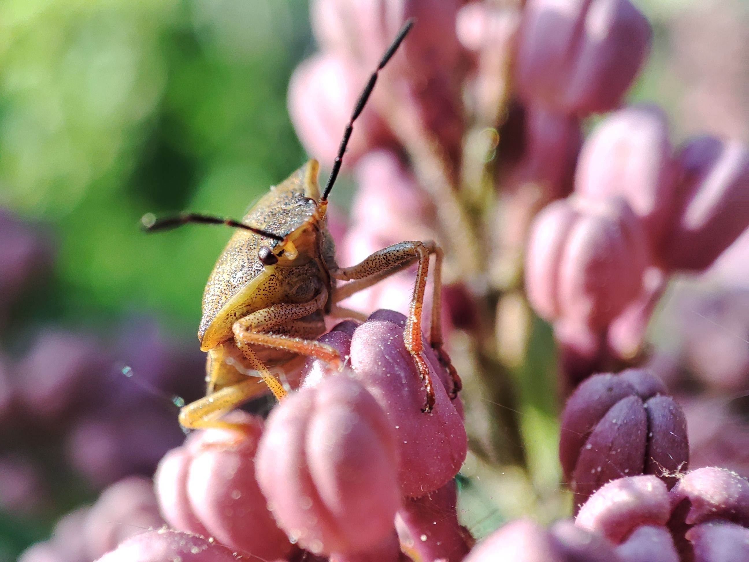 Close-up of Insect on Pink Blossoms in Bright Sunlight · Free Stock Photo