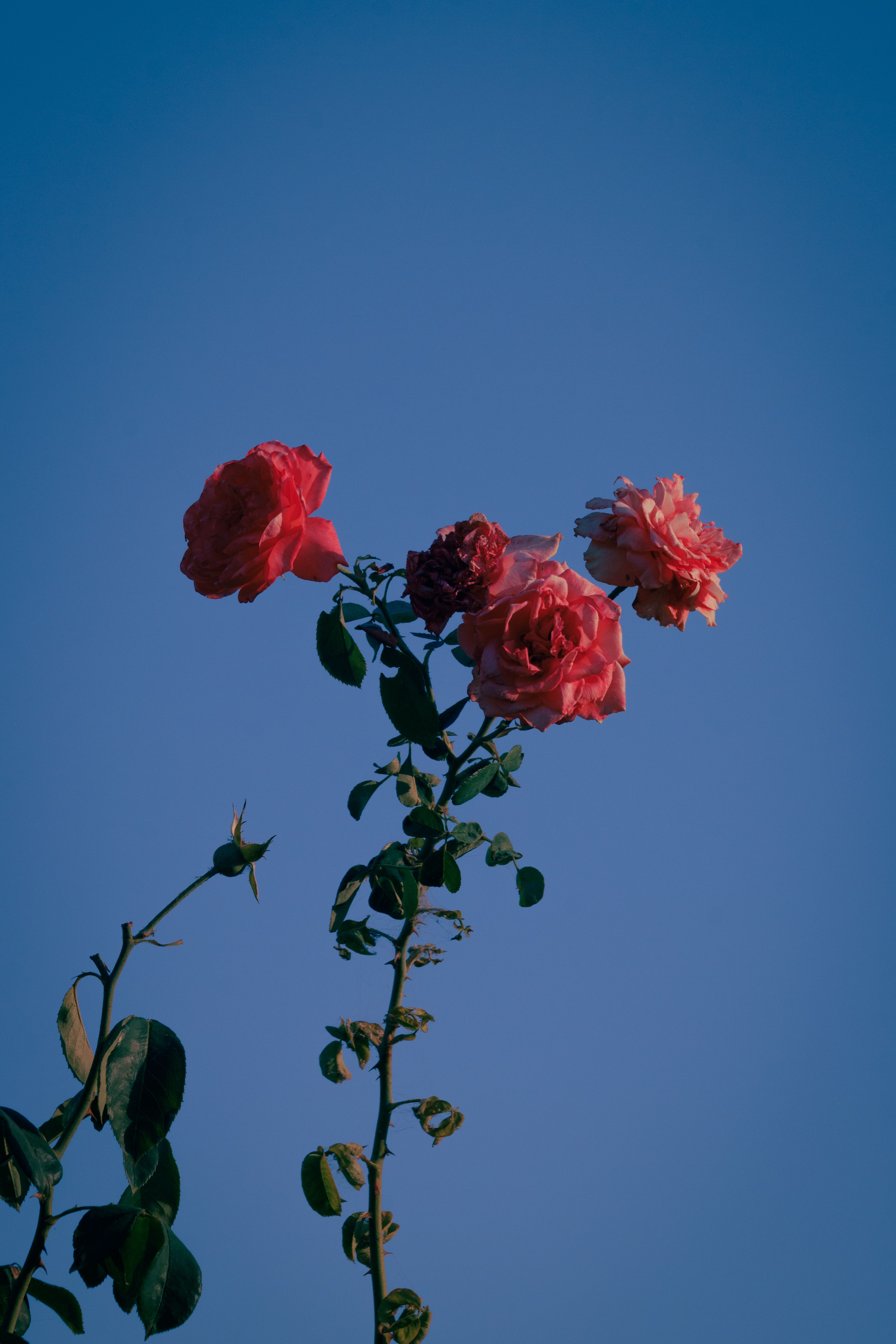 Vibrant Roses Against a Clear Blue Sky · Free Stock Photo