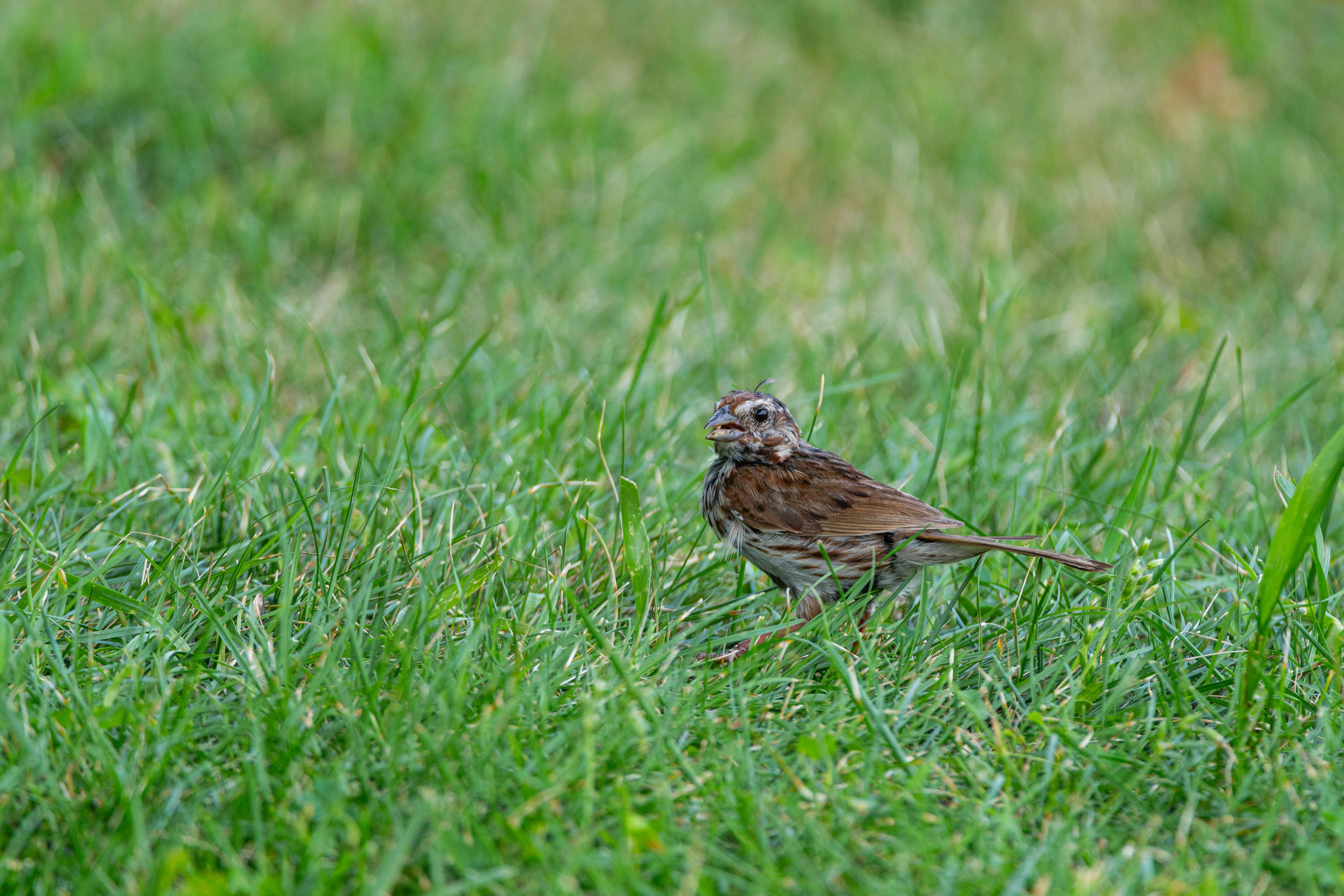 50 Common Birds Of North America