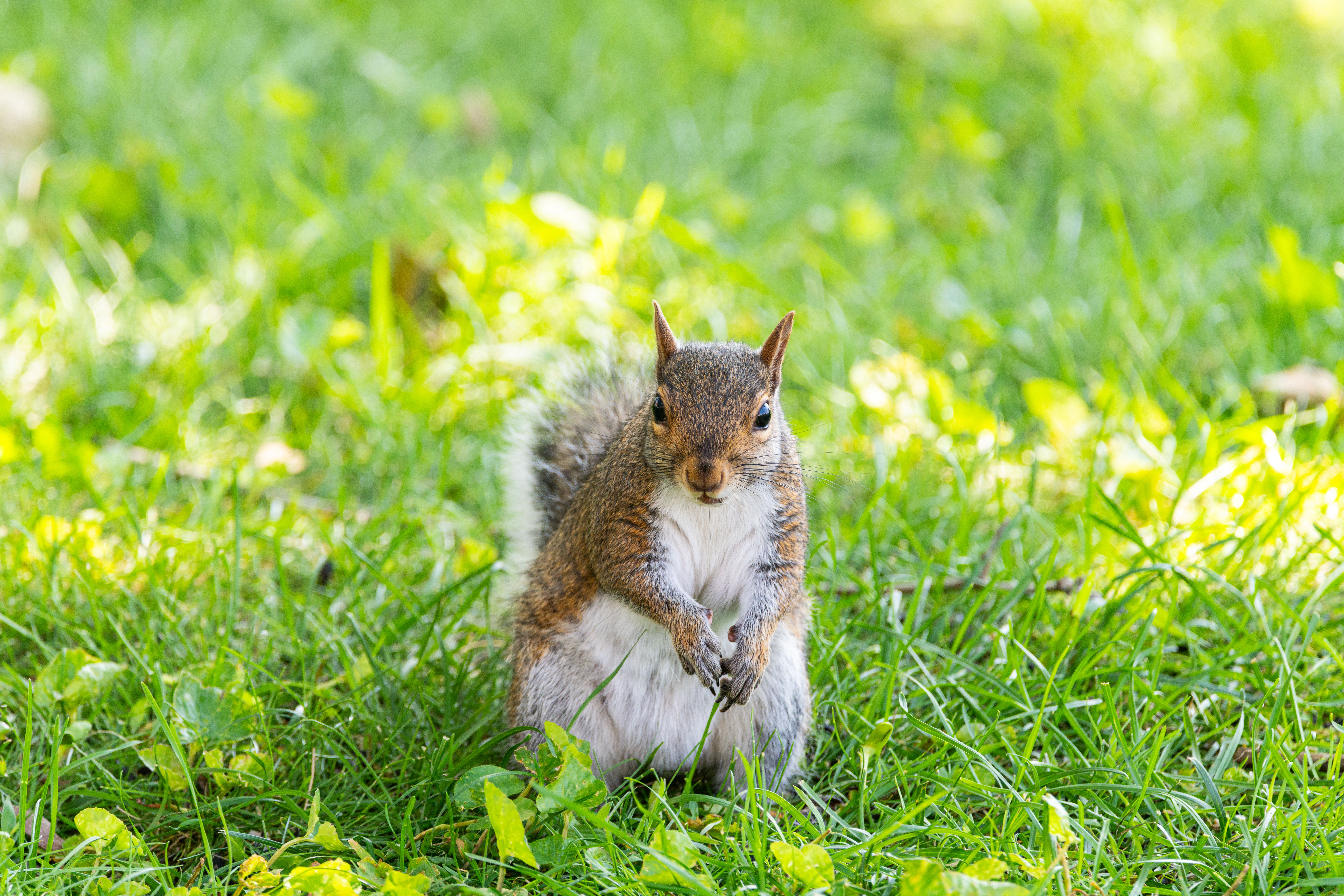 squirrel finance investment advertisement UK