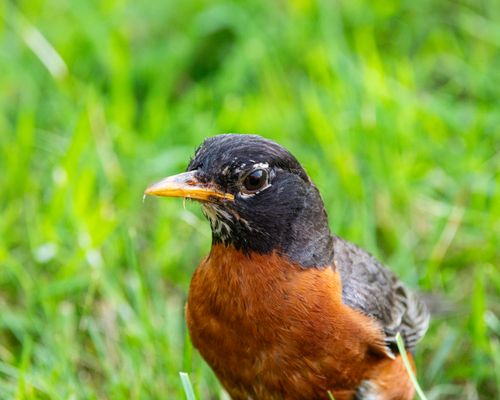 Free Detailed close-up shot of an American Robin on a lush green grass background. Stock Photo