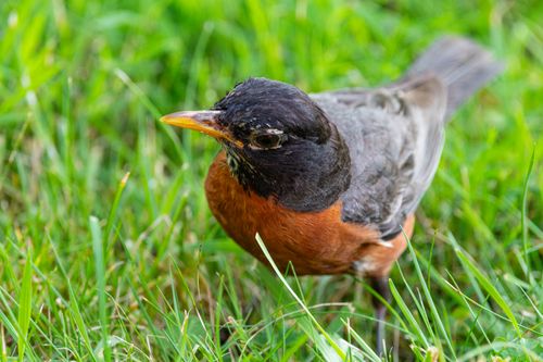 Free Close-up of an American Robin in vibrant green grass, showcasing its distinct plumage. Stock Photo