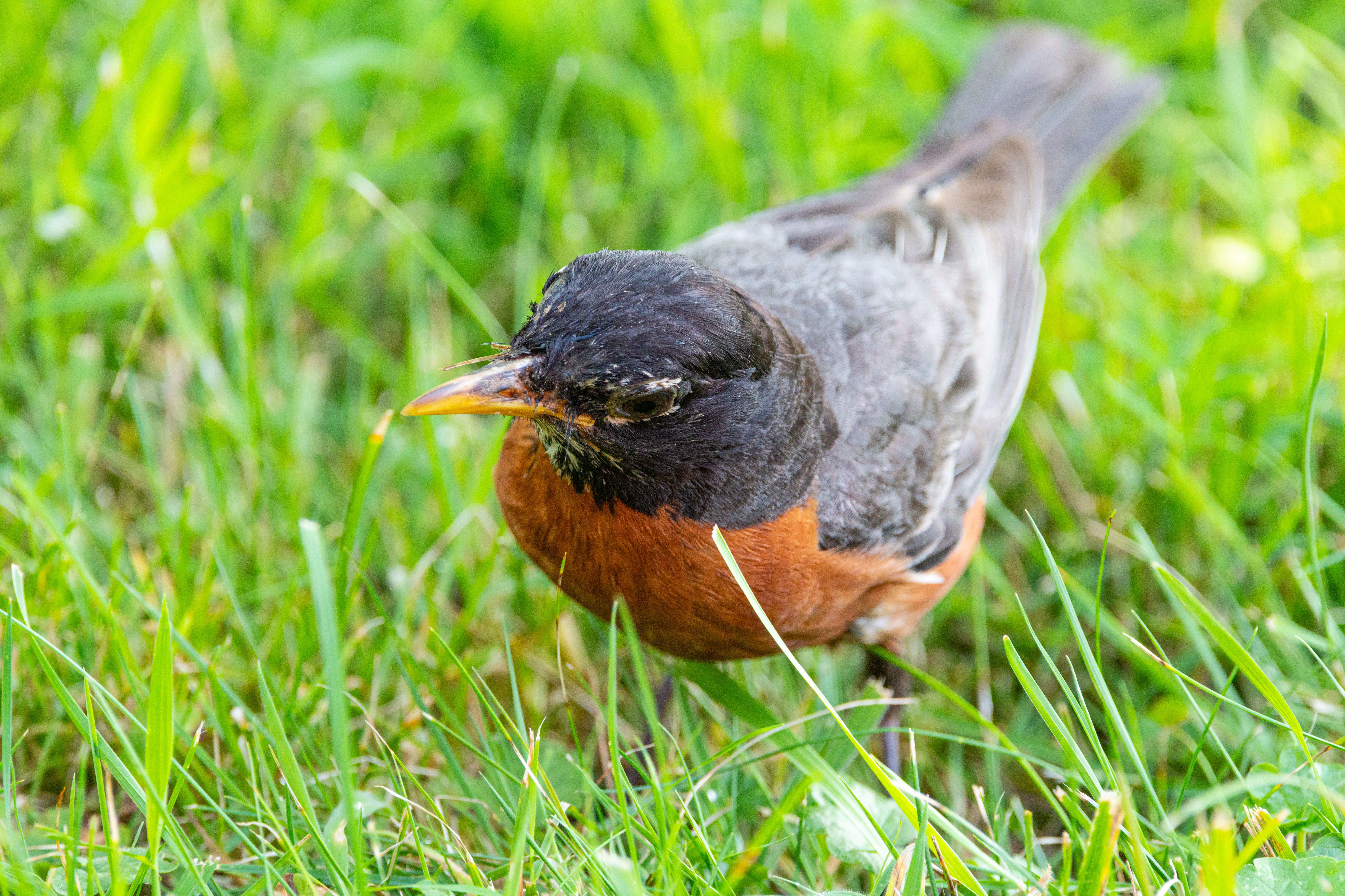 Close-Up of American Robin on Lush Green Grass · Free Stock Photo