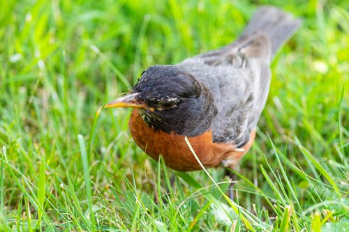 Free Vibrant American Robin foraging on green grass in Canonsburg, PA, USA. Stock Photo