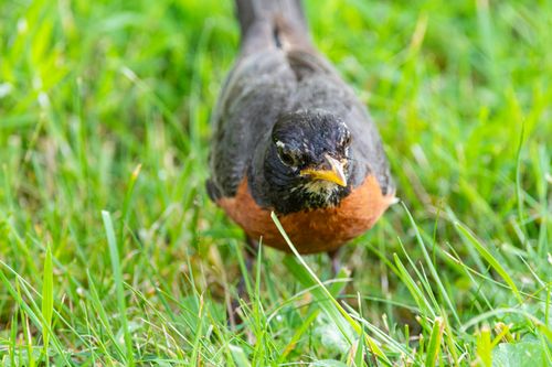 Free Detailed shot of an American robin standing on lush green grass in Canonsburg, Pennsylvania. Stock Photo