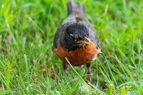 Free Close-up of an American Robin foraging in green grass in Canonsburg, PA. Stock Photo