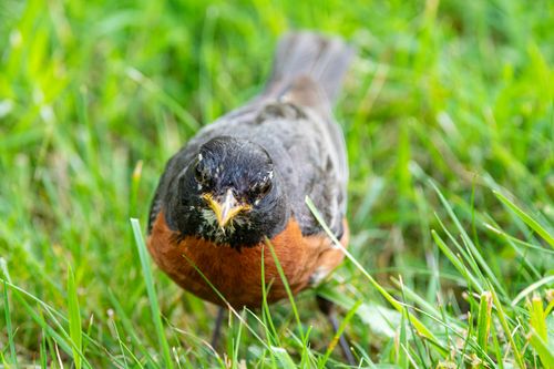 Free Close-up of an American Robin on lush green grass in Canonsburg, Pennsylvania. Stock Photo