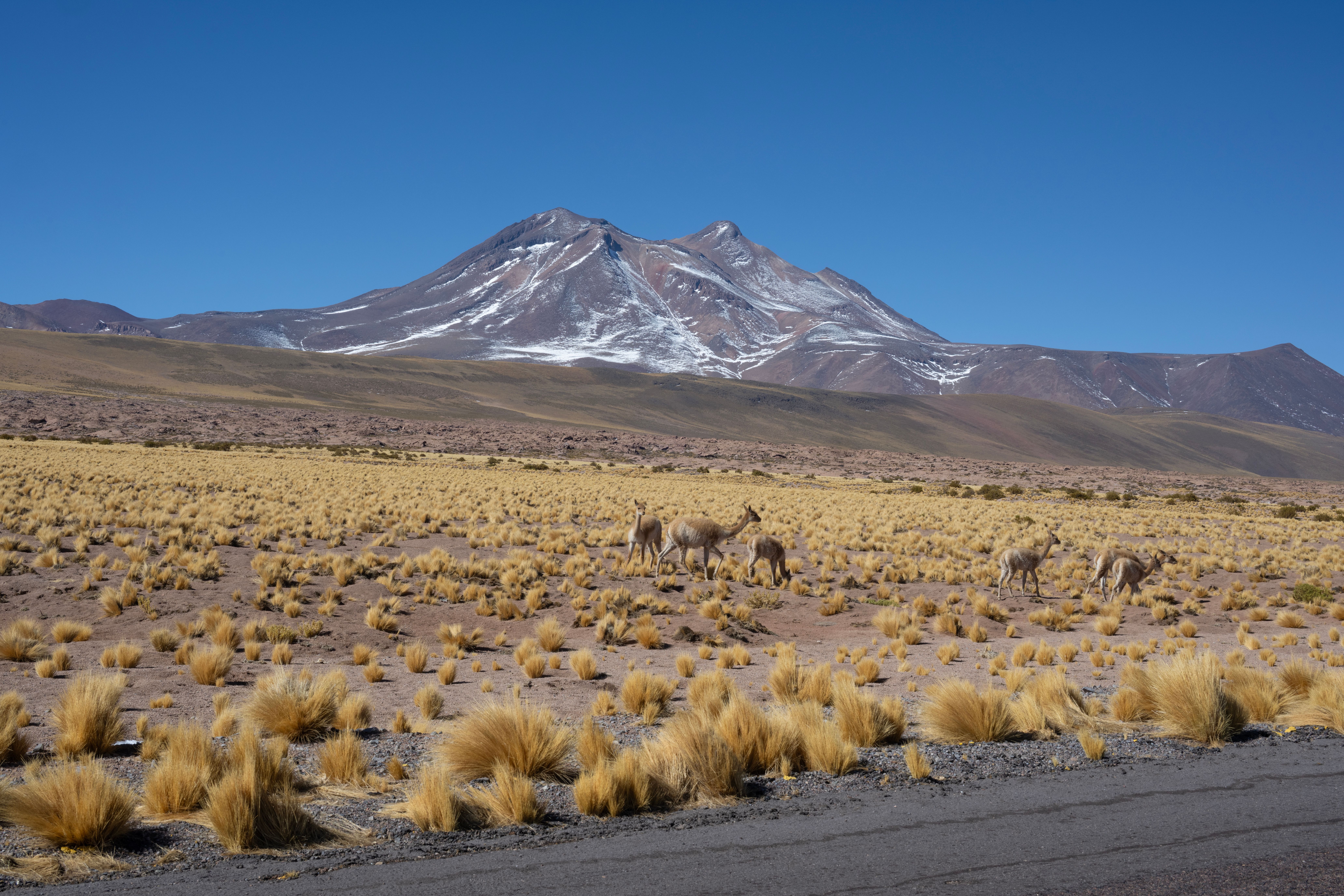 Vicuñas grazing in the dry landscape of the Andes near Antofagasta, Chile.