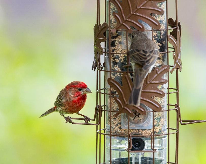 PHANCIR Hanging Outdoor Expandable Bird Feeder at Walmart