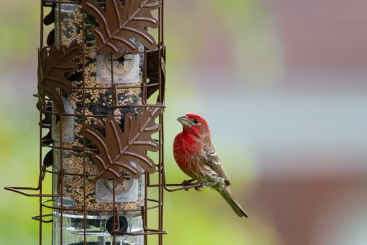 A vibrant male House Finch clings to a decorative bird feeder filled with seeds.