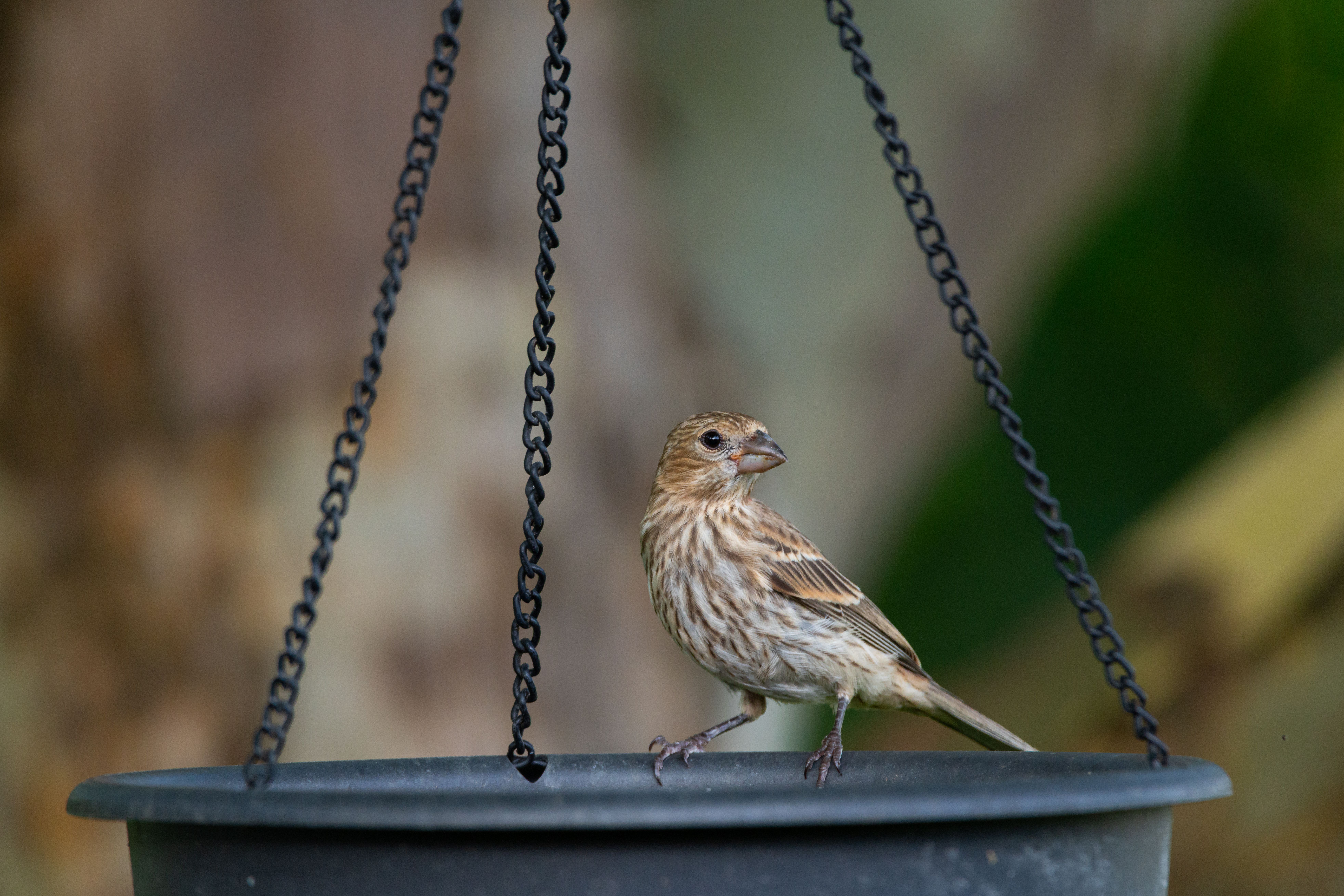 Essential Bird Care Tips