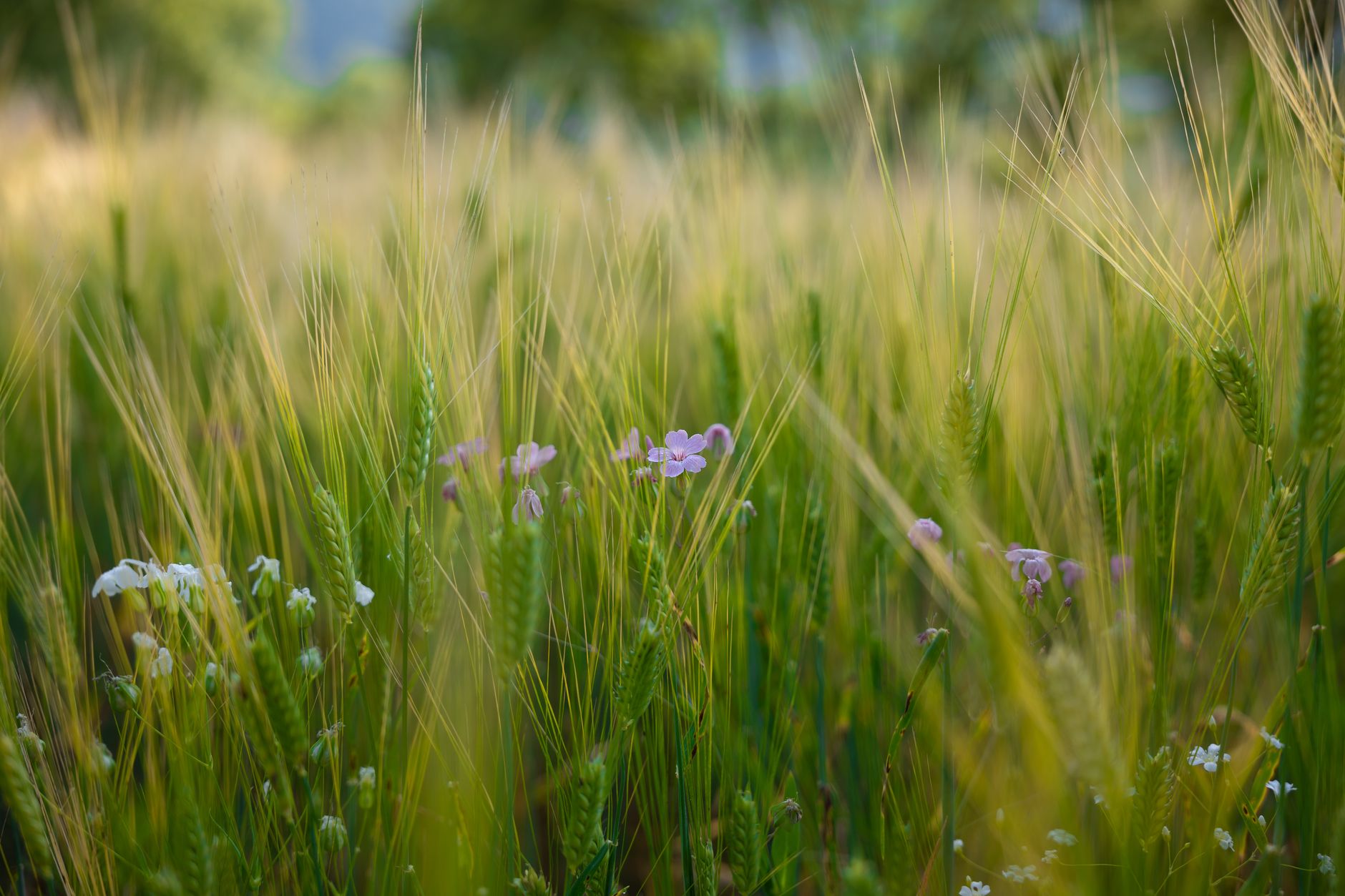 korea countryside green field spring sunshine