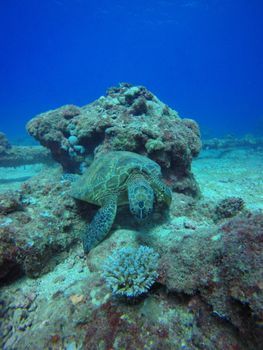 Hawaiian Green Sea Turtle swimming amidst coral reef in clear blue ocean waters.