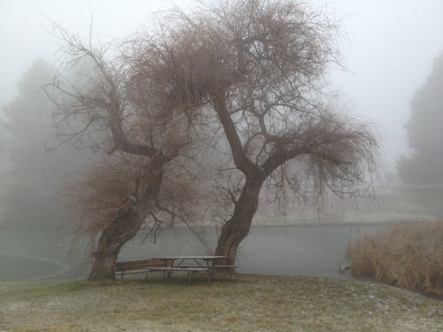 Free stock photo of fog, park, picnic bench Stock Photo