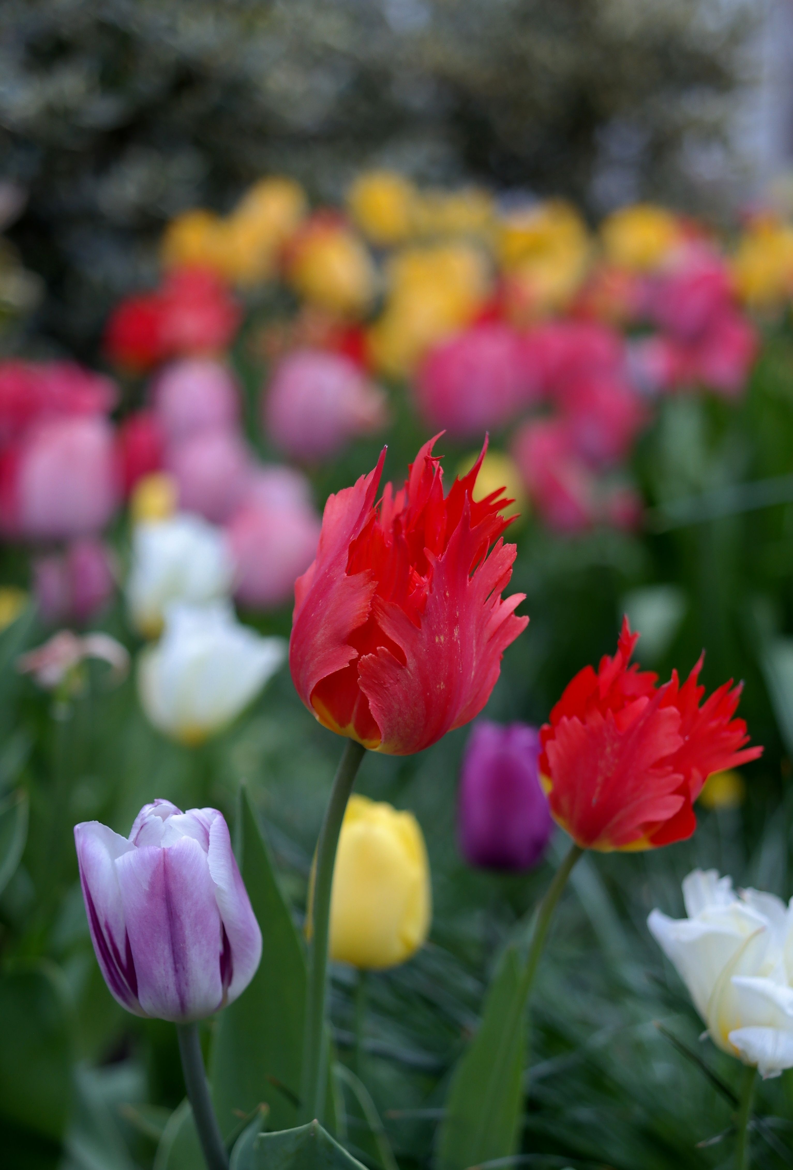 Vibrant Spring Tulips in Bloom · Free Stock Photo