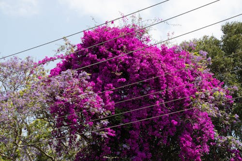 Foto profissional grátis de flor, humor de outono