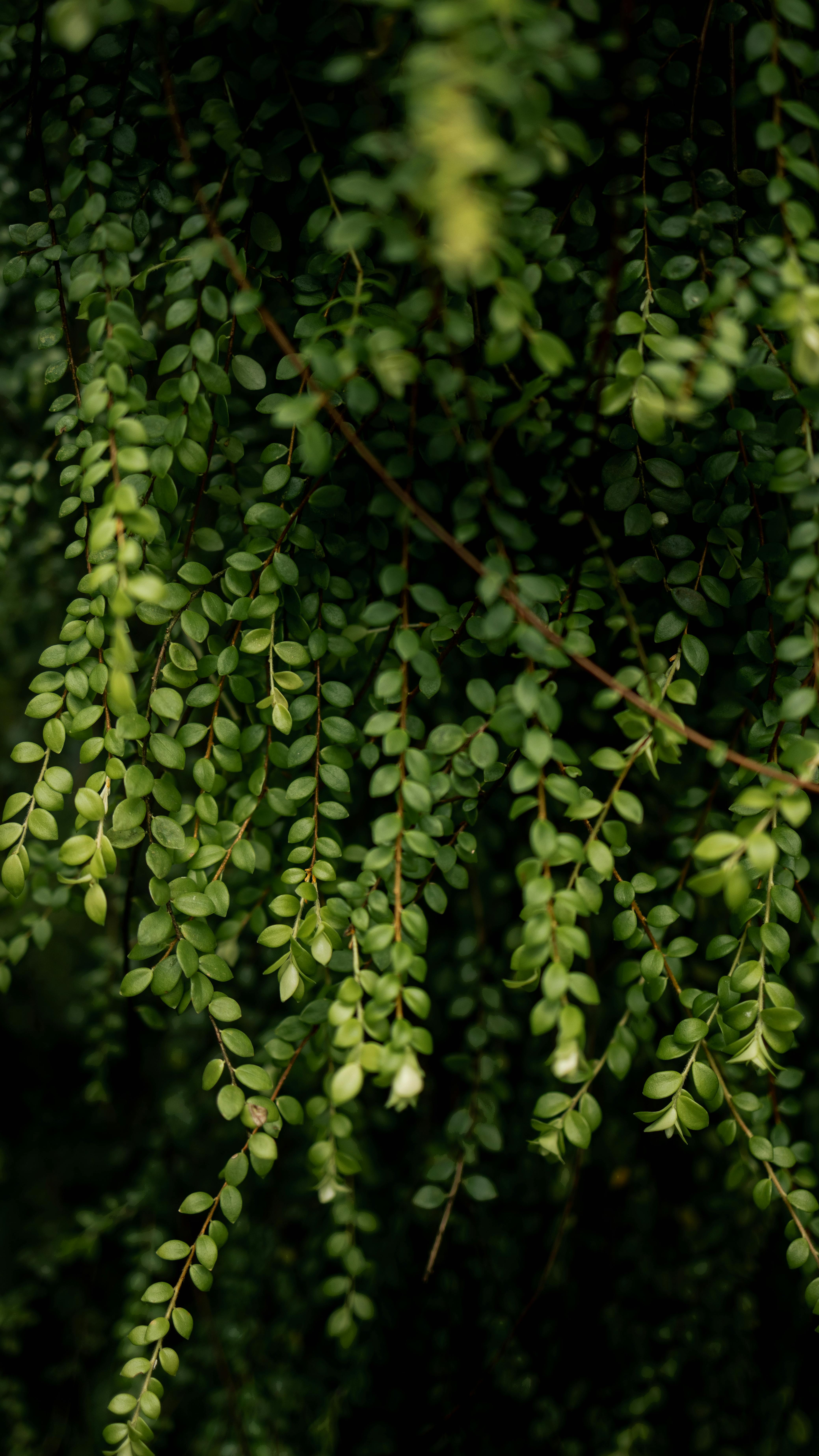 Close-up of vibrant cascading plant leaves creating a lush green ambiance.