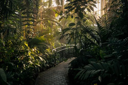Free Explore the serene path through the lush tropical garden with exotic plants and vibrant greenery. Stock Photo
