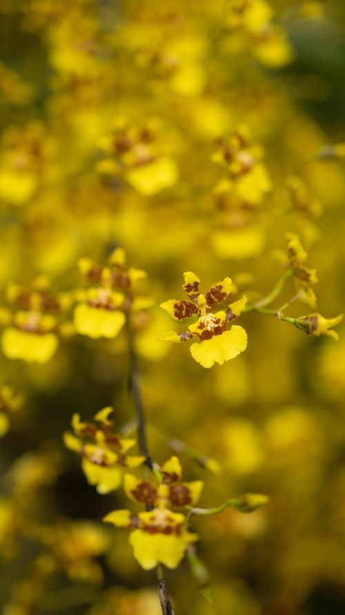 Free Stunning close-up of bright yellow orchids in a lush garden setting, showcasing natural beauty. Stock Photo