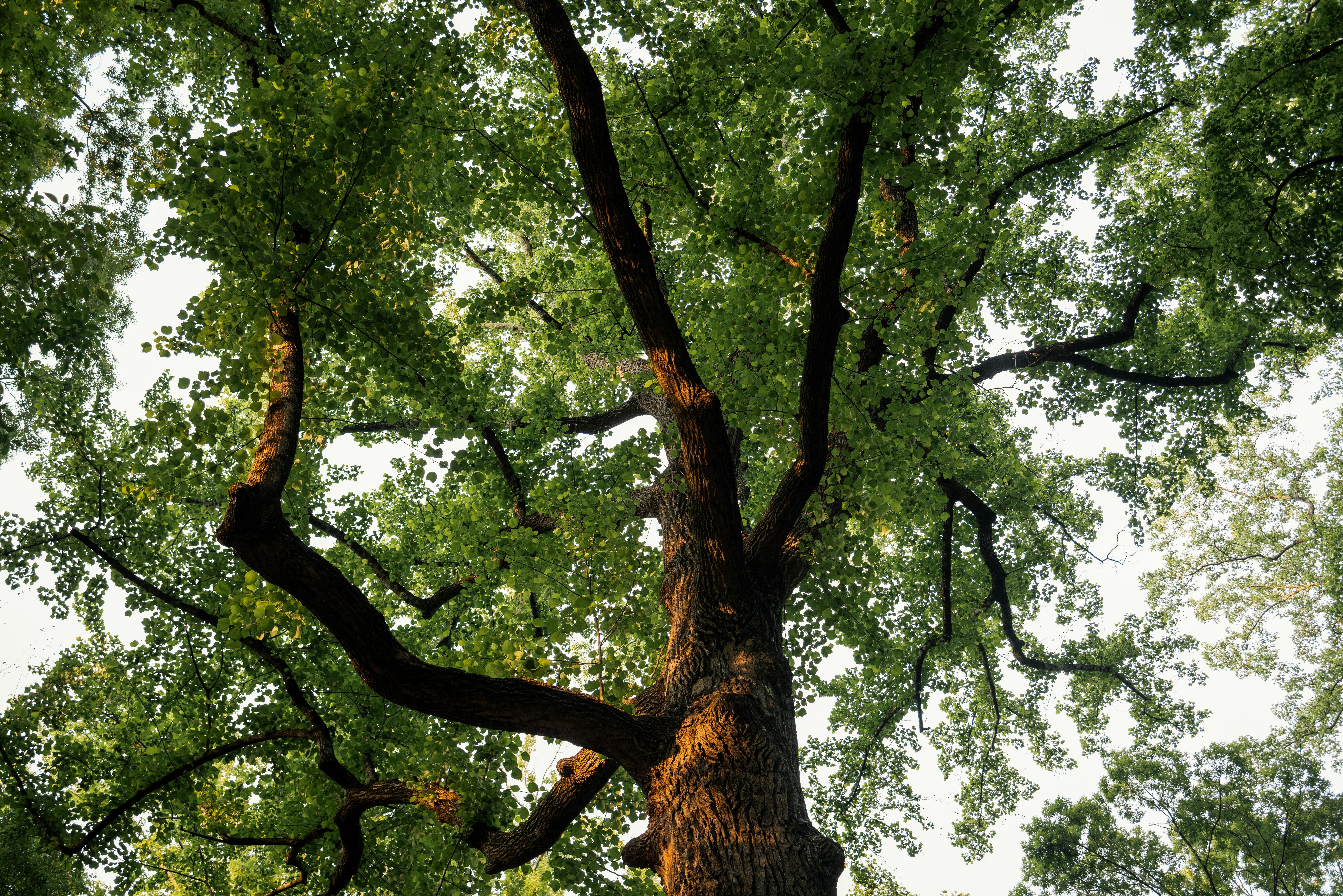 Vue captivante d'une canopée d'arbres verts luxuriants avec la lumière du soleil filtrant à travers les feuilles, mettant en valeur la beauté naturelle.