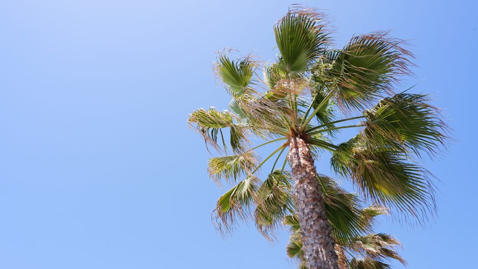 Professional SEO For Tree Service Companies San Diego, CA Professional SEO For Tree Service Companies San Diego, CA
