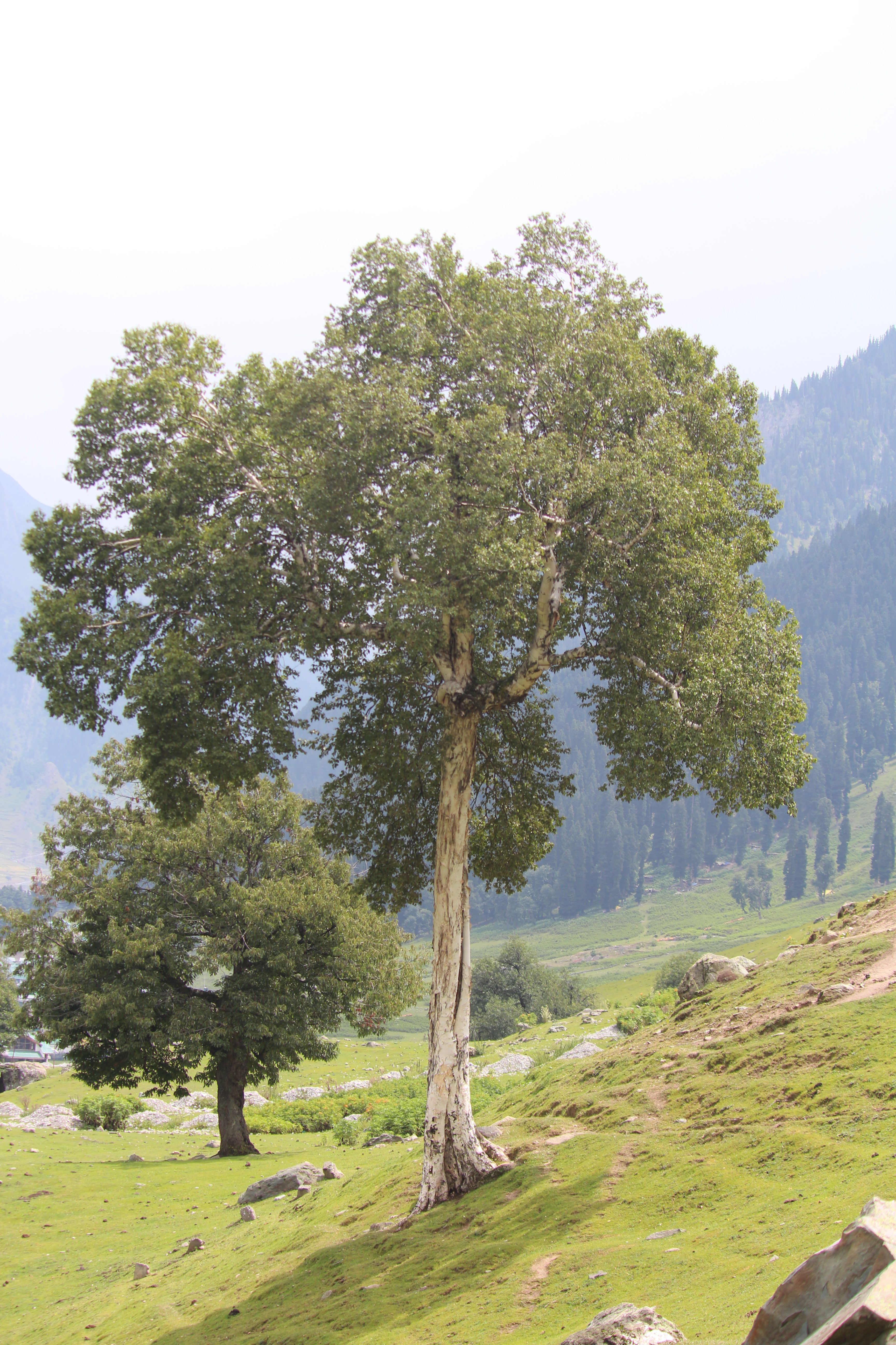 Tall tree in a tranquil mountain setting, ideal for nature and travel themes.