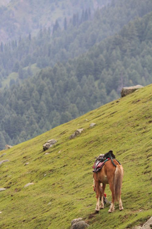 Free A lone horse grazes on a lush green hillside with a forested mountain backdrop. Stock Photo