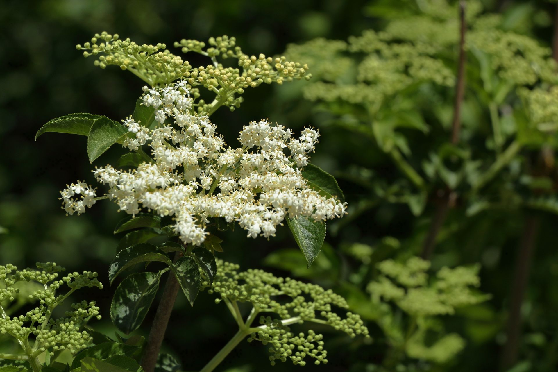 Detailed view of white elderflower blooms against a lush green background.