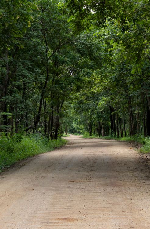 Serene Forest Pathway in Lush Greenery · Free Stock Photo