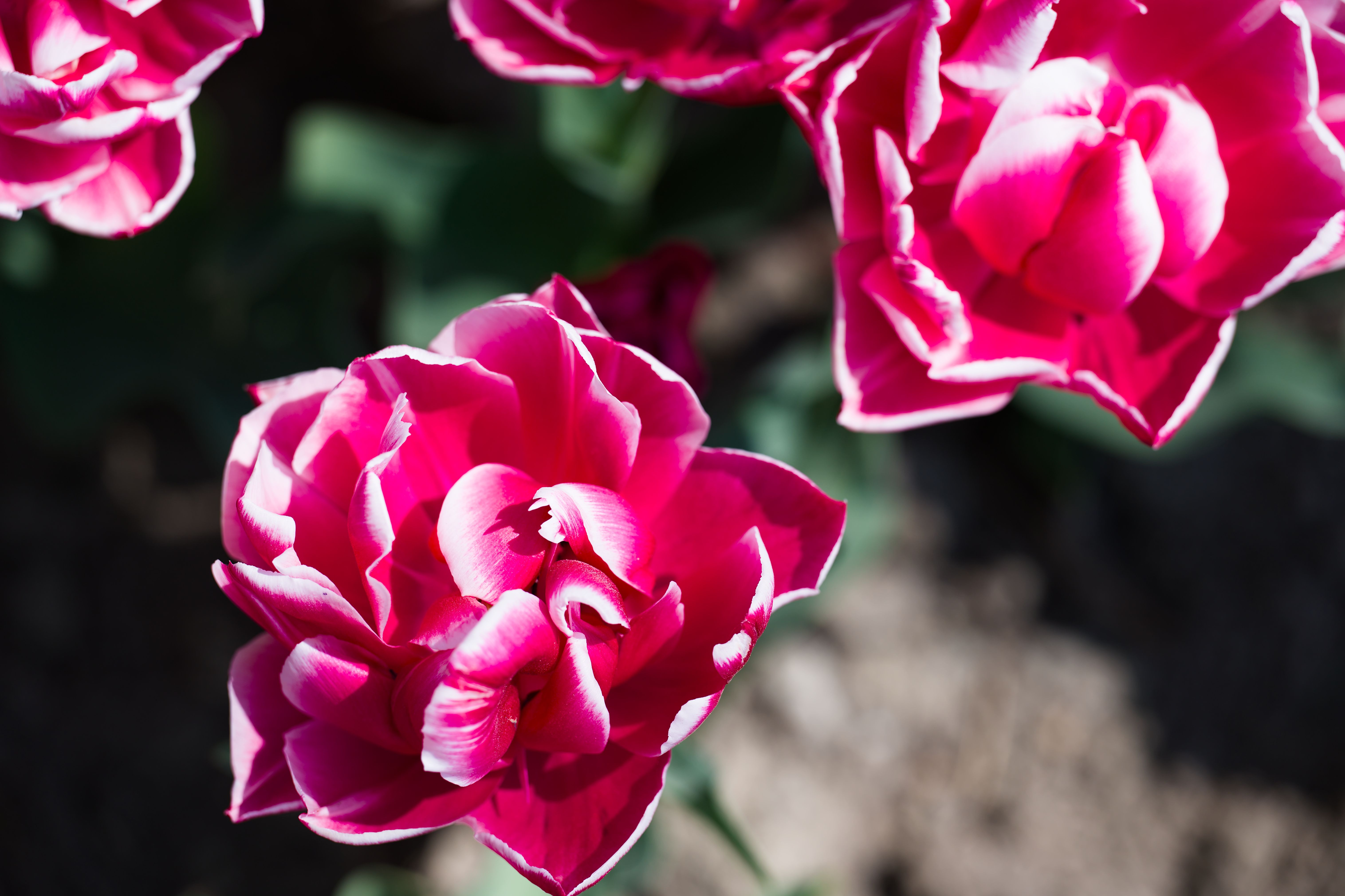 Vibrant Pink Tulips in Swiss Garden · Free Stock Photo