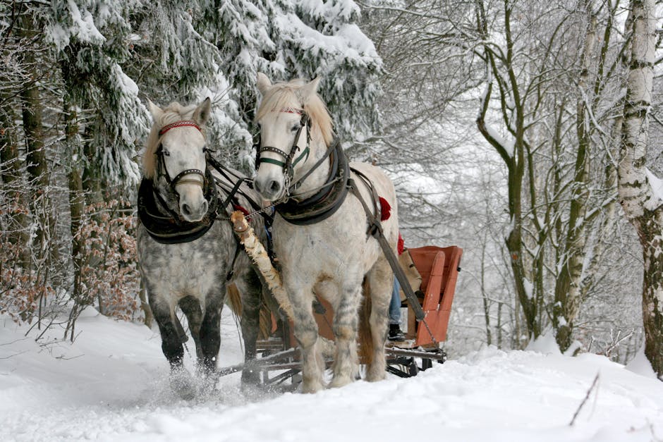 Two White Horses on Snow Path