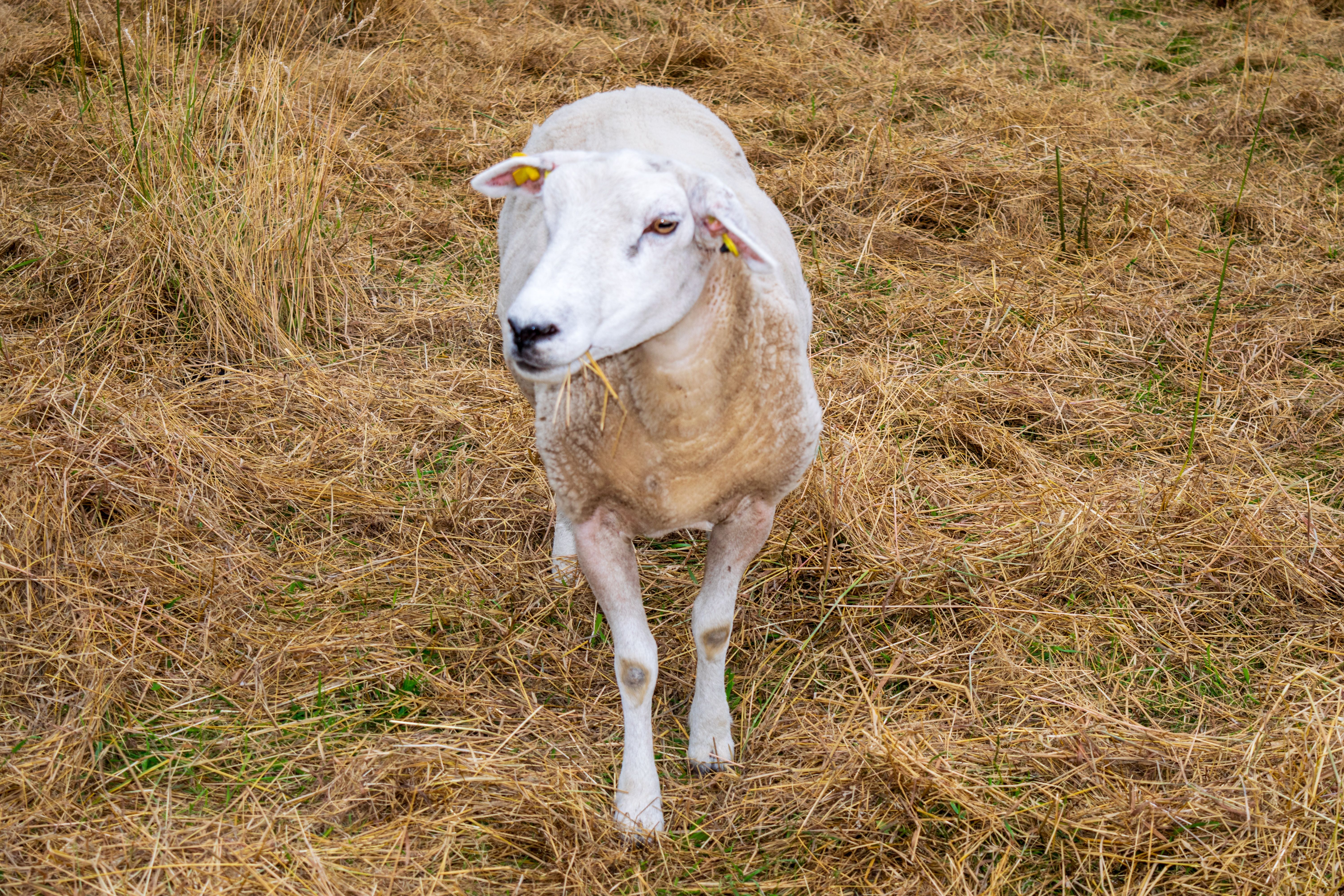 A lone sheep grazing in a dry, grassy field, captured in a natural setting with a warm, earthy tone.