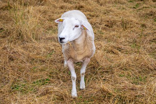Free A lone sheep grazing in a dry, grassy field, captured in a natural setting with a warm, earthy tone. Stock Photo