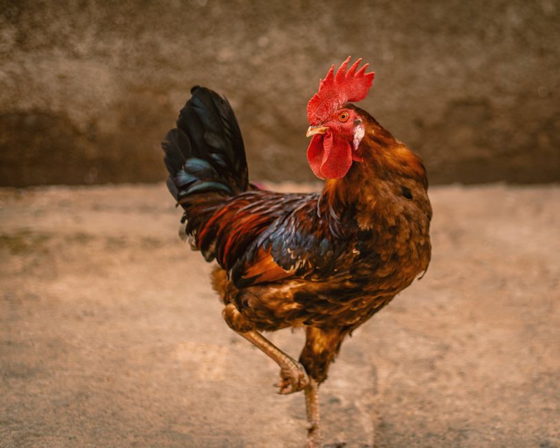 Ayam Masak Merah Melayu Ayam Masak Merah Melayu