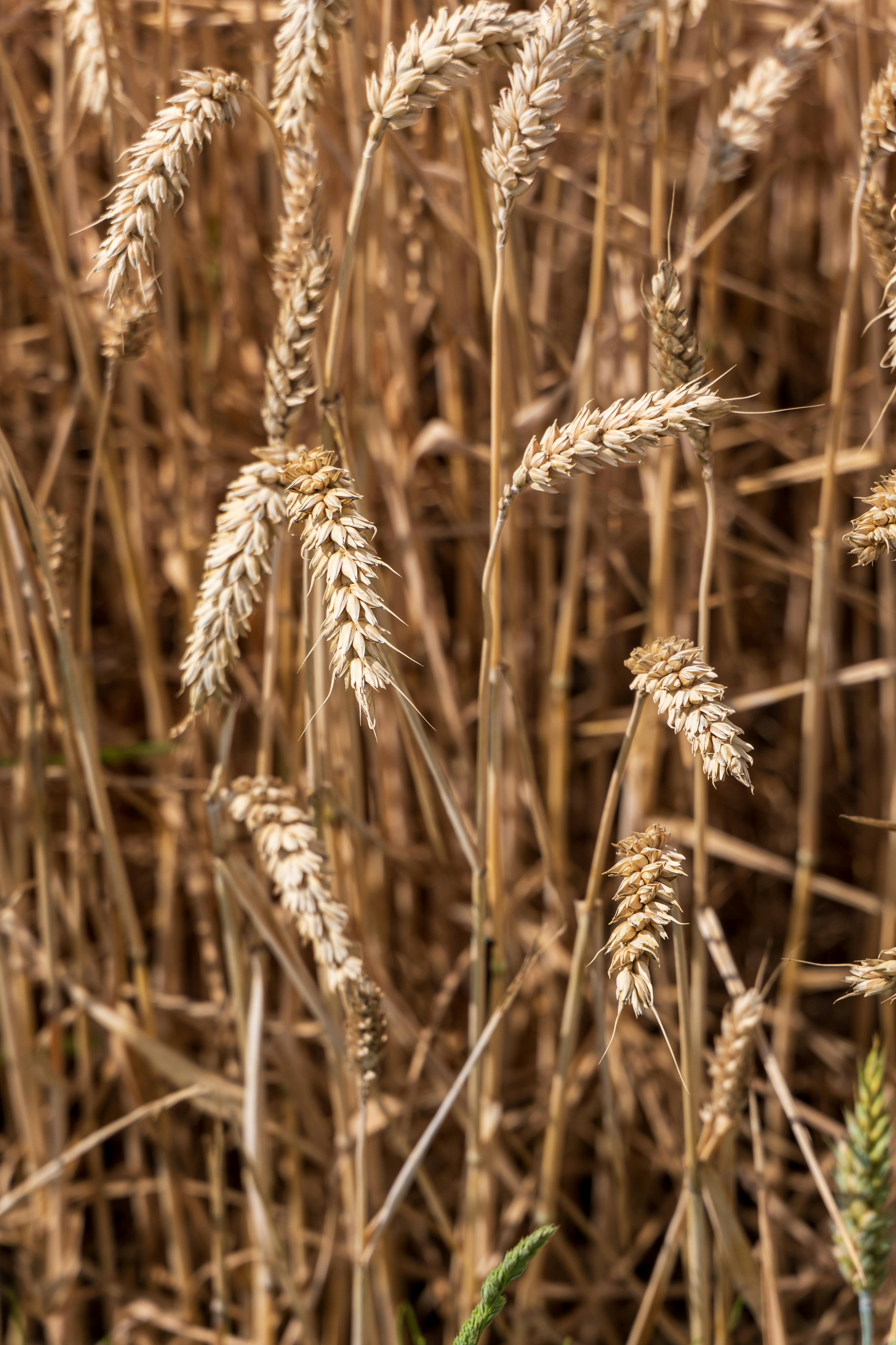 Triticum turgidum