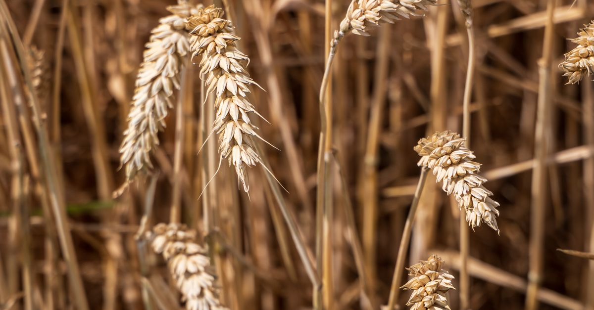 Gluten: when avoiding it makes sense—and when it doesn’t Gluten: when avoiding it makes sense—and when it doesn’t