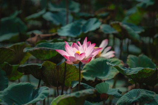 Serene close-up of a pink lotus flower blossoming in a lush green pond in Vietnam.