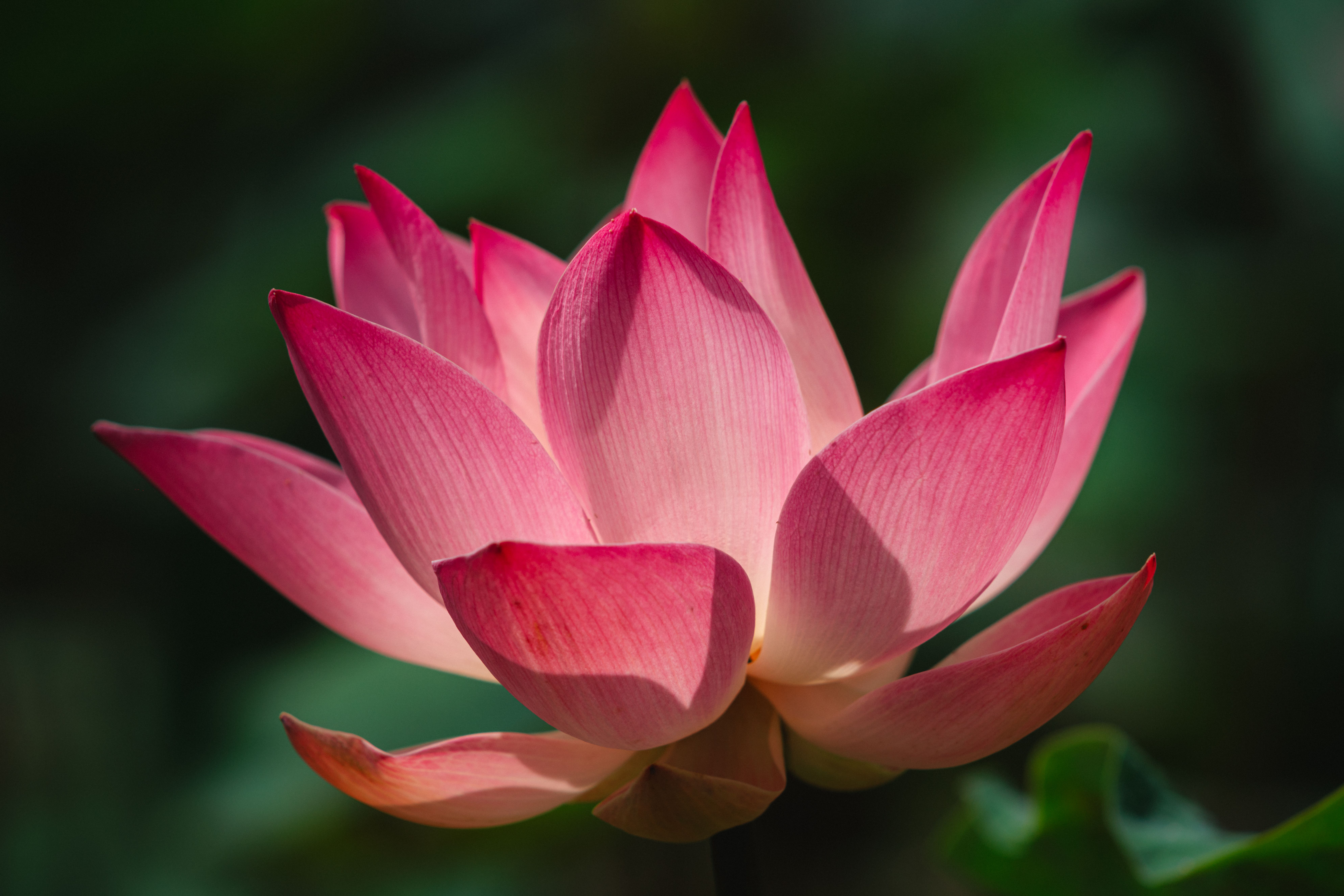 Exquisite Pink Lotus Blossom in Full Bloom · Free Stock Photo