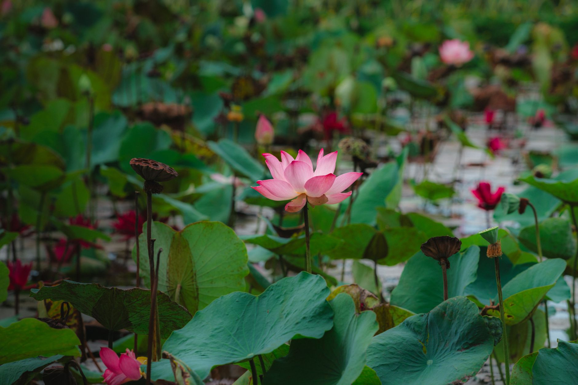 A tranquil scene of a pink lotus flower amidst lush green leaves in a Vietnamese pond, offering a sense of peace.