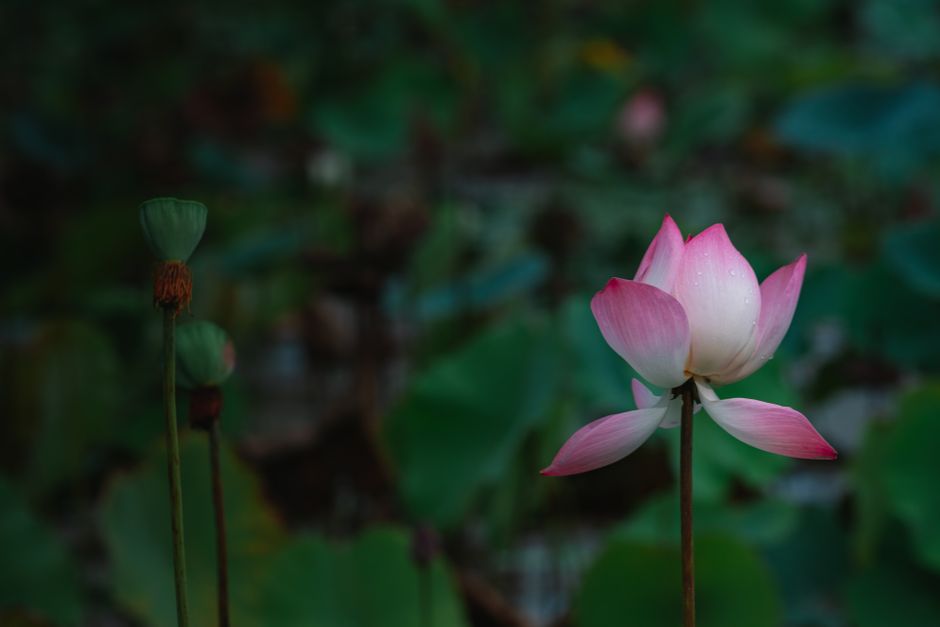 Beihai Park Beijing — The Lotus Flowers: Summer's Greatest Spectacle