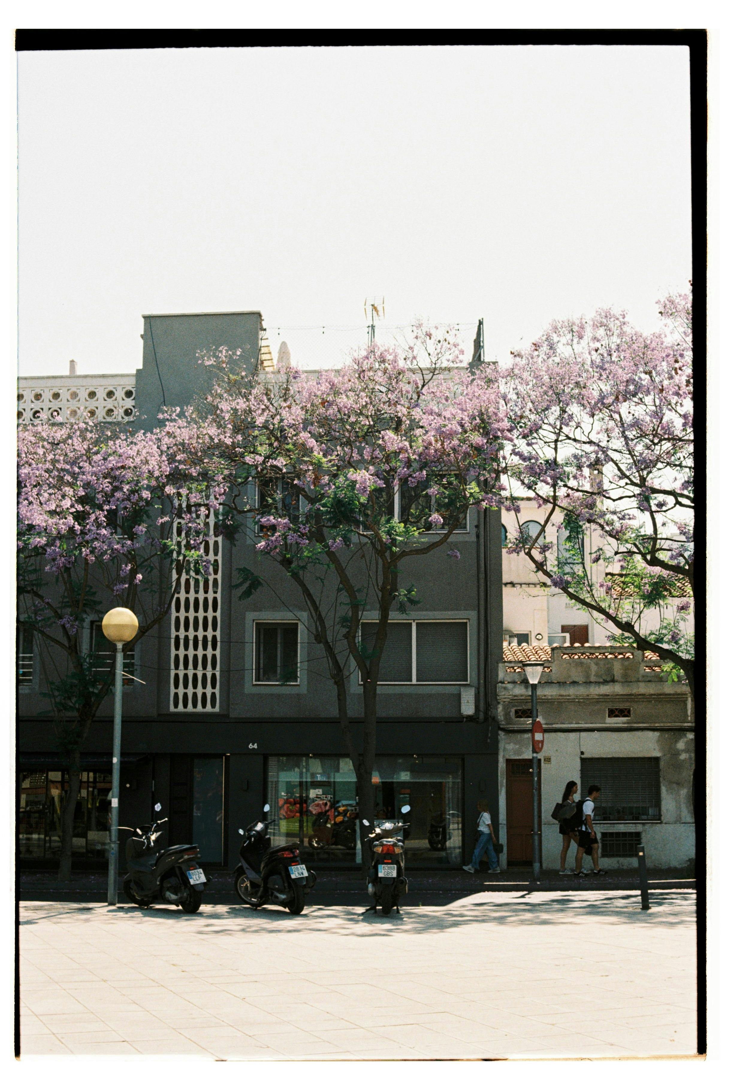 Urban scene with purple jacaranda flowers and parked scooters on a sunny day.