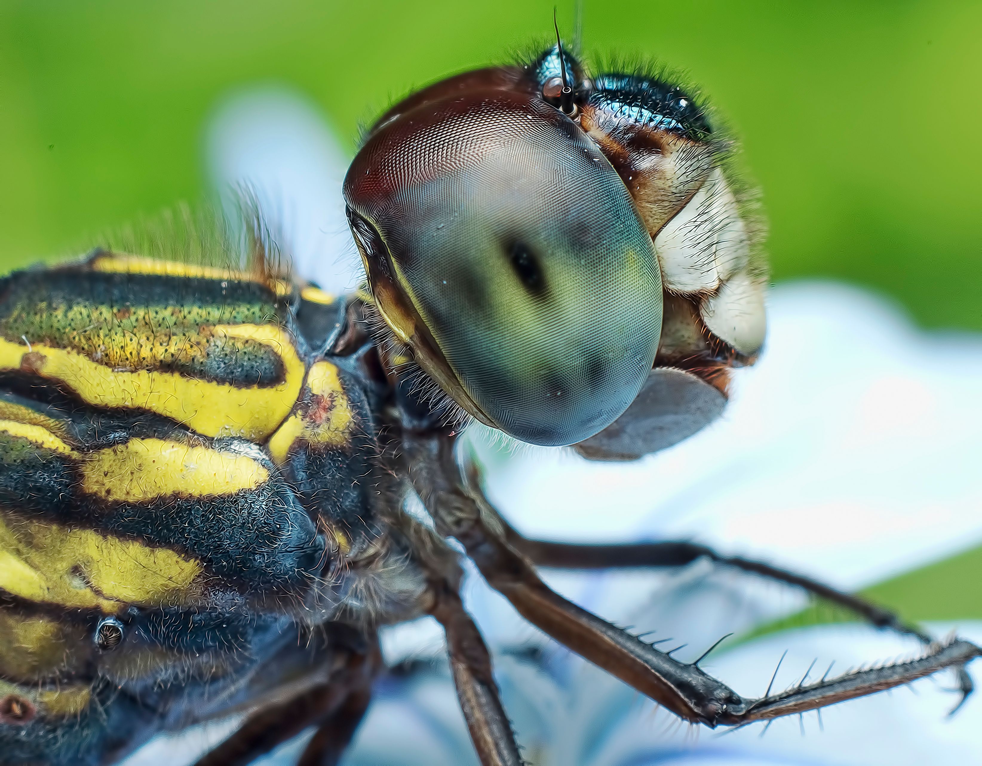 Macro Shot of Dragonfly Head with Compound Eyes · Free Stock Photo