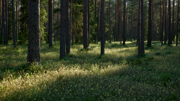 Peaceful coniferous forest with sunlight filtering through trees, highlighting fern-covered ground.