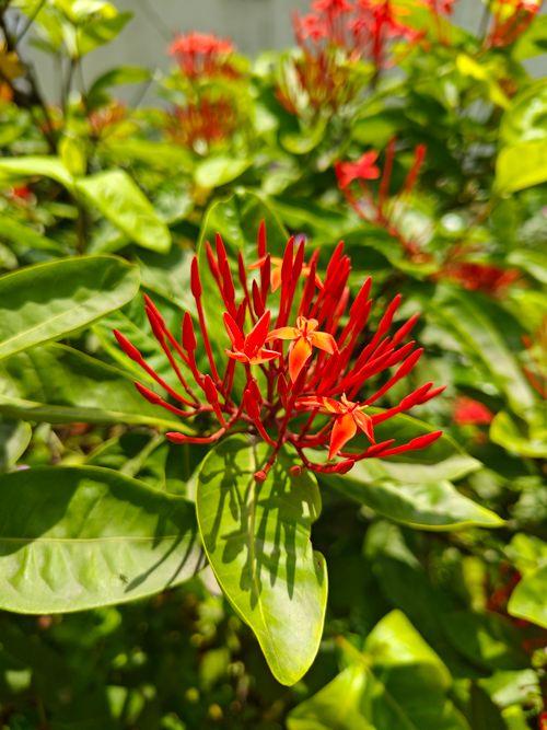 Free Close-up of a bright red Ixora flower blooming amidst green leaves under sunlight. Stock Photo